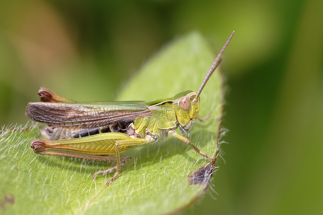 Common Green Grasshopper1